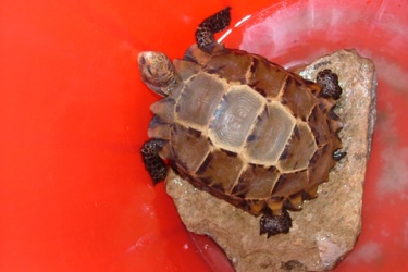 To receive and nurture rare turtles